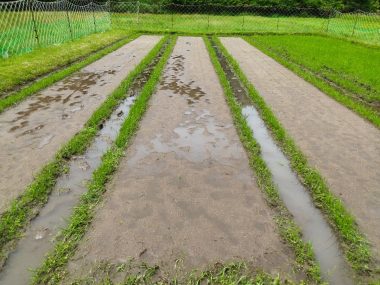 ➁　6月7日　田植後の苗代